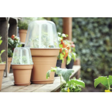 Două ghivece cu clopote de forțare pe o suprafață de lemn