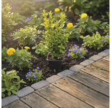 Jardină cu buxus în ghiveci, flori galbene și albastre lângă aleea de lemn