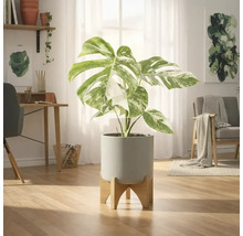 Plantă de interior Monstera într-un ghiveci cu picior de lemn într-o cameră luminoasă