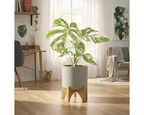 Plantă de interior Monstera într-un ghiveci cu picior de lemn într-o cameră luminoasă
