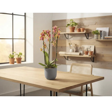 Orhidee în ghiveci pe o masă, cu o fereastră și rafturi în fundal