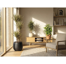 Living cu plante de interior în ghivece, mobilă din lemn și covor