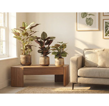 Scenă de sufragerie cu trei plante de interior în ghivece pe o masă de lemn lângă o canapea.