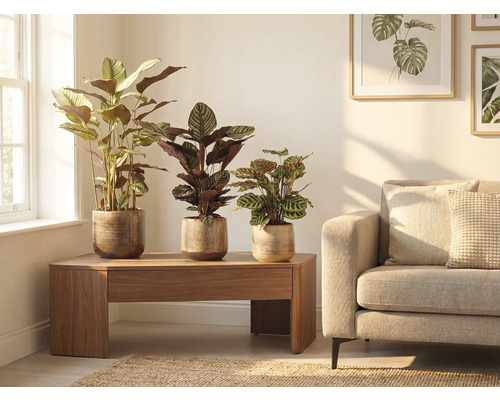 Scenă de sufragerie cu trei plante de interior în ghivece pe o masă de lemn lângă o canapea.