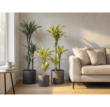 Interior cu trei plante Dracaena în ghivece gri și o canapea