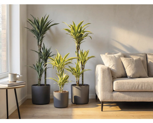 Interior cu trei plante Dracaena în ghivece gri și o canapea