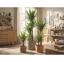 Living cu plante de interior Yucca în diferite ghivece pe un covor
