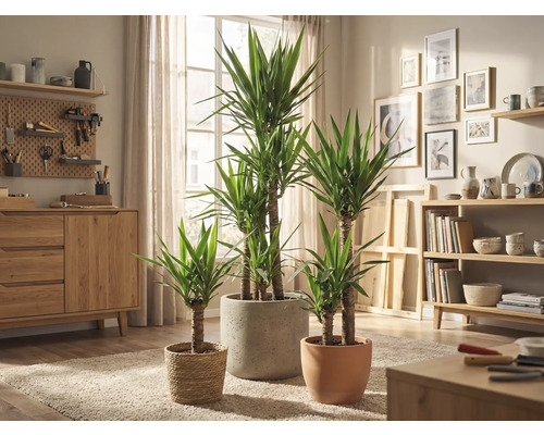 Living cu plante de interior Yucca în diferite ghivece pe un covor