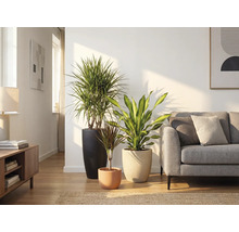 Living cu trei plante de interior în ghivece și o canapea