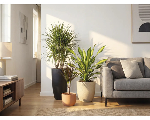 Living cu trei plante de interior în ghivece și o canapea