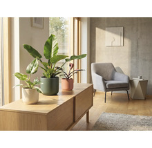 Cameră de zi cu plante de apartament în ghivece pe o comodă joasă