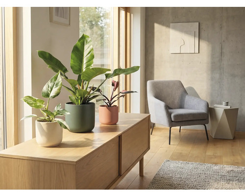 Cameră de zi cu plante de apartament în ghivece pe o comodă joasă