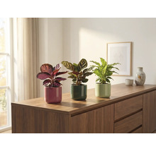 Trei plante de interior în ghivece pe o comodă