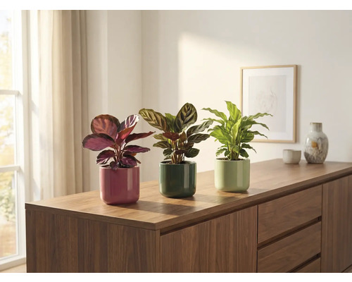 Trei plante de interior în ghivece pe o comodă