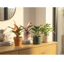 Patru plante de interior în ghivece pe un dulap de lemn.