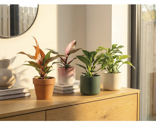 Patru plante de interior în ghivece pe un dulap de lemn.