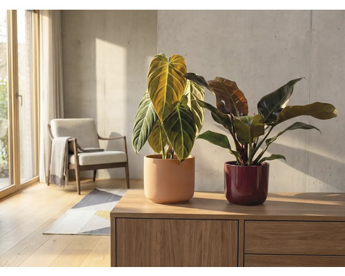 Scenă de interior cu două plante de apartament în ghivece pe o comodă din lemn