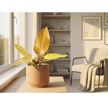 Scenă de interior cu plantă de apartament în ghiveci ceramic pe o masă