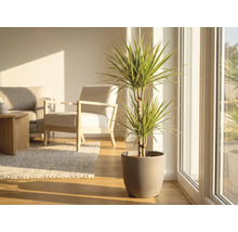 Dracaena în ghiveci într-o cameră de zi luminoasă.