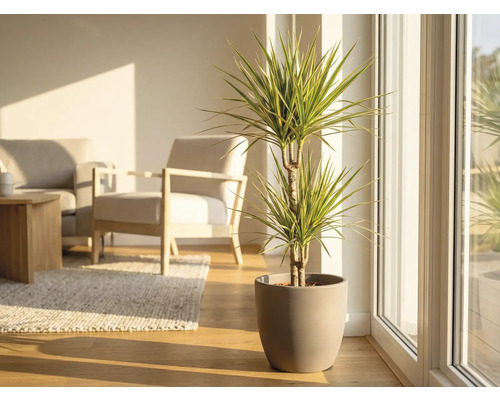 Dracaena în ghiveci într-o cameră de zi luminoasă.