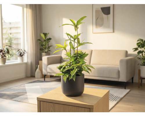 Cameră cu plantă la ghiveci pe o masă din lemn