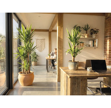 Spațiu de birou cu plante de interior, grinzi de lemn și birouri.