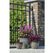 Trei jardiniere cu plante în fața unui gard și a unui zid de cărămidă