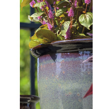 Prim-plan cu o plantă într-un ghiveci ceramic.