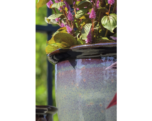 Prim-plan cu o plantă într-un ghiveci ceramic.