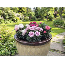 Ghiveci cu garoafe multicolore într-o grădină.