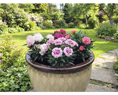 Ghiveci cu garoafe multicolore într-o grădină.