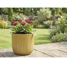 Scenă de grădină cu margarete în jardinieră