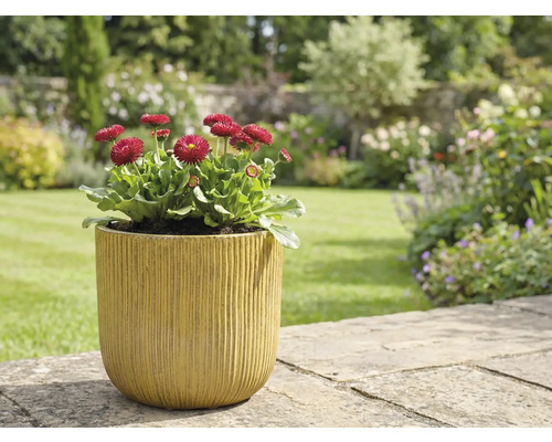 Scenă de grădină cu margarete în jardinieră