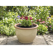 Vas cu Bellis în grădină