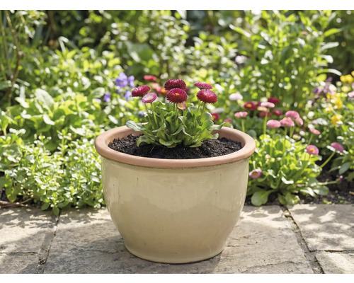 Vas cu Bellis în grădină