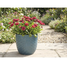 Margarite roșii într-un ghiveci albastru în grădină