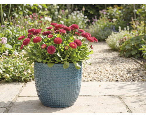 Margarite roșii într-un ghiveci albastru în grădină