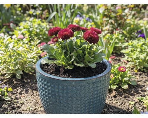 Margarete într-un ghiveci în grădină