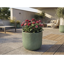 Spațiu exterior cu margarete înflorite în jardinieră canelată