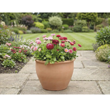 Vedere a grădinii cu margarete într-un ghiveci pe o potecă de piatră