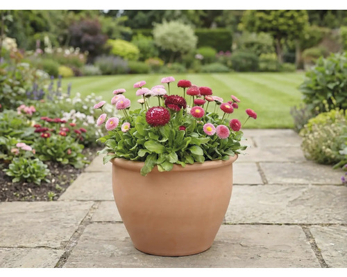 Vedere a grădinii cu margarete într-un ghiveci pe o potecă de piatră