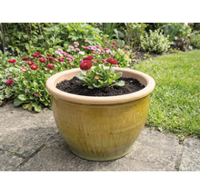 Ghiveci ceramic cu margarete în grădină