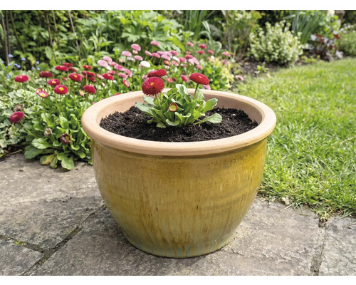 Ghiveci ceramic cu margarete în grădină