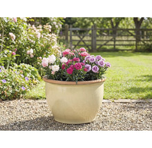 Ghiveci cu garoafe în grădină