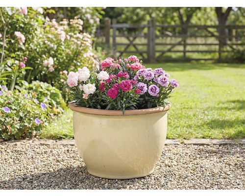 Ghiveci cu garoafe în grădină