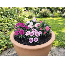 Ghiveci de flori plantat cu diferite garoafe în grădină.