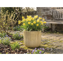 Narcise galbene într-un ghiveci de flori în grădină.