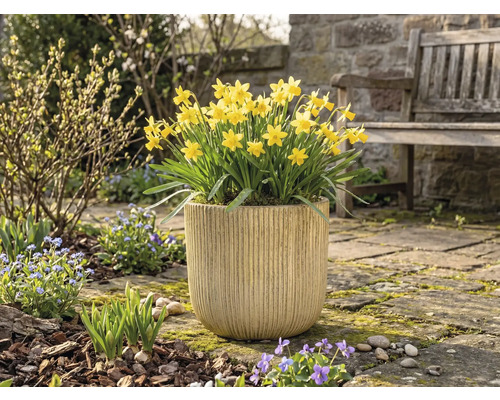 Narcise galbene într-un ghiveci de flori în grădină.