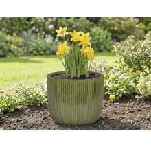 Narcise galbene într-un ghiveci de flori în grădină.