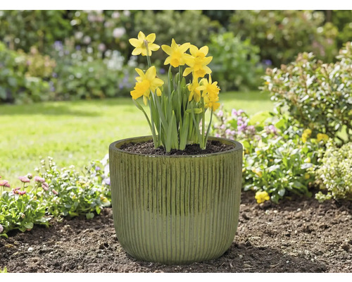 Narcise galbene într-un ghiveci de flori în grădină.